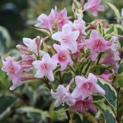 Nasiona Krzewuszka cudowna Weigela florida szt.3 PWxx216
