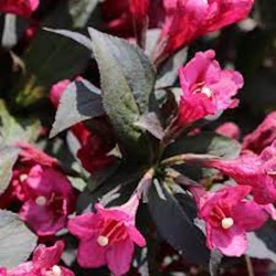 Nasiona Krzewuszka cudowna Weigela florida szt.3 PWxx216