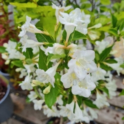 Nasiona Krzewuszka cudowna Snowflake Weigela szt.3 PWxx217