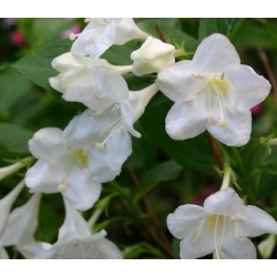 Nasiona Krzewuszka cudowna Snowflake Weigela szt.3 PWxx217