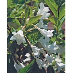 Nasiona Krzewuszka cudowna Snowflake Weigela szt.3 PWxx217