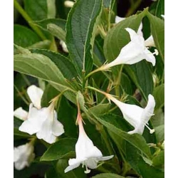Nasiona Krzewuszka cudowna Snowflake Weigela szt.3 PWxx217