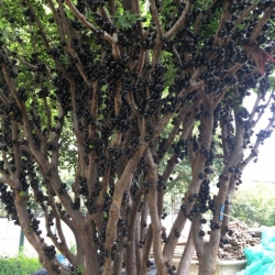 Nasiona Żabotikaba Myrciara cauliflora szt.3 PWxx154