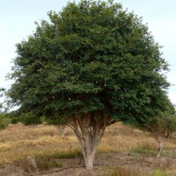 Nasiona Żabotikaba Myrciara cauliflora szt.3 PWxx154