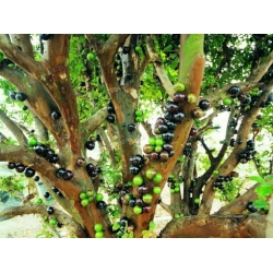 Nasiona Żabotikaba Myrciara cauliflora szt.3 PWxx154