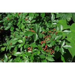 Nasiona Żółtodrzew chiński Zanthoxylum simulans szt.3 PWxx219