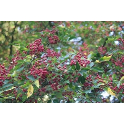 Nasiona Żółtodrzew chiński Zanthoxylum simulans szt.3 PWxx219