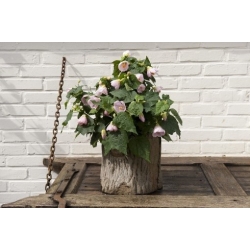 Nasiona Zaślaz Abutilon Chalk Blue szt.3 PWxx1