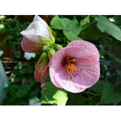 Nasiona Zaślaz Abutilon Chalk Blue szt.3 PWxx1