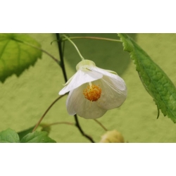 Nasiona Zaślaz Abutilon Chalk Blue szt.3 PWxx1
