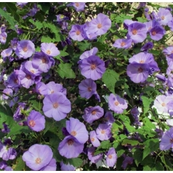 Nasiona Zaślaz Abutilon Chalk Blue szt.3 PWxx1