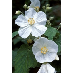 Nasiona Zaślaz Abutilon Vitifolium Album szt.3 PWxx20