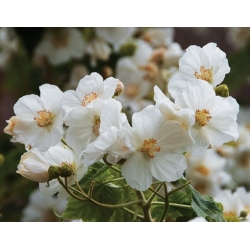 Nasiona Zaślaz Abutilon Vitifolium Album szt.3 PWxx20