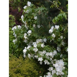 Nasiona Zaślaz Abutilon Vitifolium Album szt.3 PWxx20