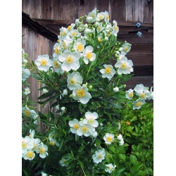 Nasiona Zawilec krzewiasty szt.3 PWxx53