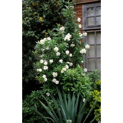 Nasiona Zawilec krzewiasty szt.3 PWxx53