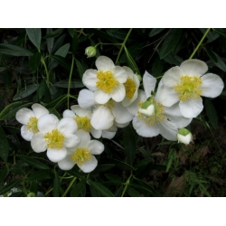 Nasiona Zawilec krzewiasty szt.3 PWxx53