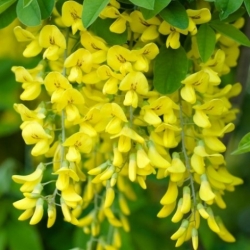 Nasiona Złotokap zwyczajny laburnum szt.3 PWxx131