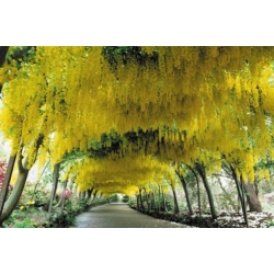 Nasiona Złotokap zwyczajny laburnum szt.3 PWxx131