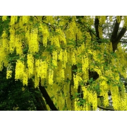 Nasiona Złotokap zwyczajny laburnum szt.3 PWxx131