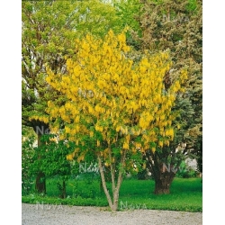 Nasiona Złotokap zwyczajny laburnum szt.3 PWxx131