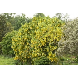 Nasiona Złotokap zwyczajny laburnum szt.3 PWxx131