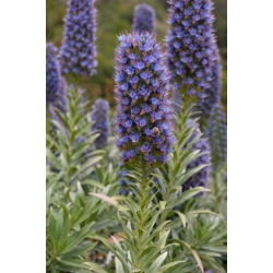 Nasiona Żmijowiec wspaniały Echium webbii szt.3 PWxx99