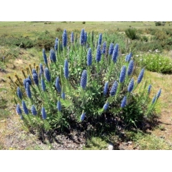 Nasiona Żmijowiec wspaniały Echium webbii szt.3 PWxx99