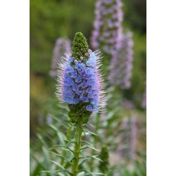 Nasiona Żmijowiec wspaniały Echium webbii szt.3 PWxx99