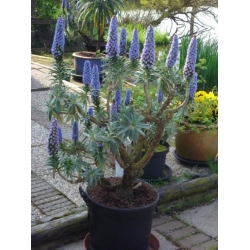 Nasiona Żmijowiec wspaniały Echium webbii szt.3 PWxx99