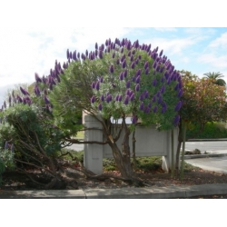 Nasiona Żmijowiec wspaniały Echium webbii szt.3 PWxx99