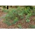 Nasiona Strączyniec acclinus senna szt.3 PWxx192
