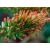 Nasiona Acrocarpus fraxinifolius Birma szt.3 PWxx25
