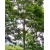 Nasiona Acrocarpus fraxinifolius Birma szt.3 PWxx25