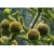 Nasiona Araukaria chilijska araucaria szt.2 PWxx28