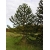 Nasiona Araukaria chilijska araucaria szt.2 PWxx28