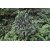 Nasiona Ardizja Ardisia Macrocarpa szt.3 PWxx31