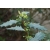 Nasiona Berberys, Berberis hypokerina szt.3 PWxx34