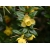 Nasiona Berberys, Berberis hypokerina szt.3 PWxx34