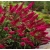 Nasiona Budleja Royal Red szt.3 PWxx43