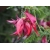 Nasiona Clianthus puniceus szt.3 PWxx81
