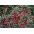 Nasiona Drzewo latarniowe Crinodendron szt.3 PWxx85