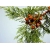 Nasiona Cyprys himalajski Cupressus szt.3 PWxx88