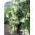 Nasiona Bieluń datura brazylijska biała szt.3 PWxx38