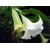 Nasiona Bieluń datura brazylijska biała szt.3 PWxx38