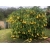 Nasiona Bieluń datura żółta szt.3 PWxx40