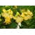 Nasiona Bieluń datura żółta szt.3 PWxx40