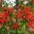 Nasiona Drzewo płomienia Embothrium coccineum szt.3 PWxx49