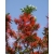 Nasiona Drzewo płomienia Embothrium coccineum szt.3 PWxx49