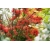 Nasiona Drzewo płomienia Embothrium coccineum szt.3 PWxx49